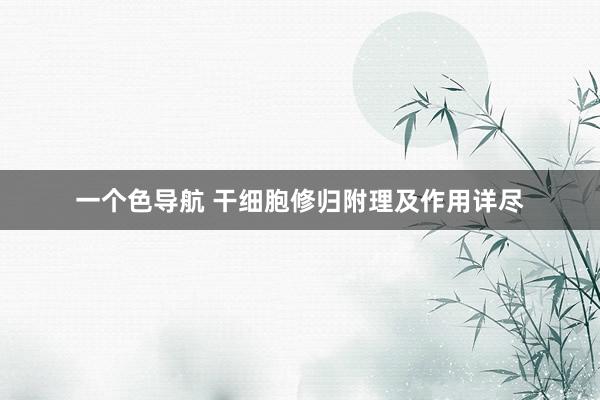 一个色导航 干细胞修归附理及作用详尽